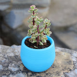 Mini Colourful Round Plastic Plant Flower Pot Garden Home Office Decor Planter Desktop Flower Pots Home Office Decoration